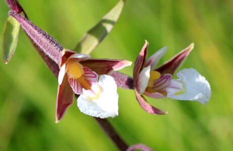 Wild flower blossom bloom