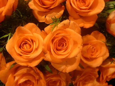 Orange Roses Bunch