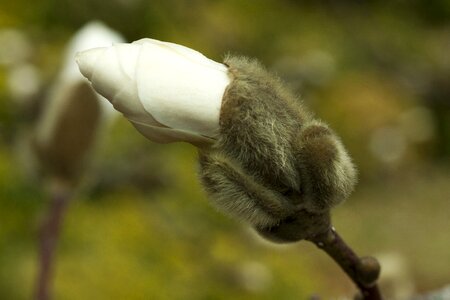 Plant bud pasture