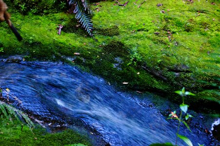 River green nature