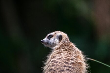 Slender-Tailed Meerkats