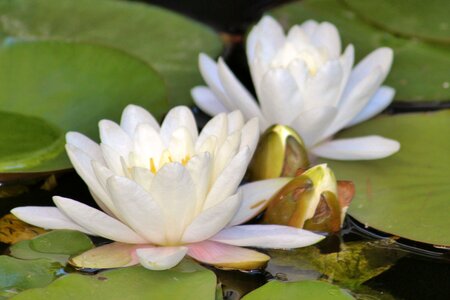 Aquatic plant white water lily pond