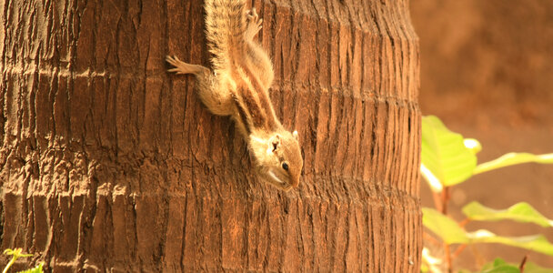 Squirrel Coconut Tree Down photo