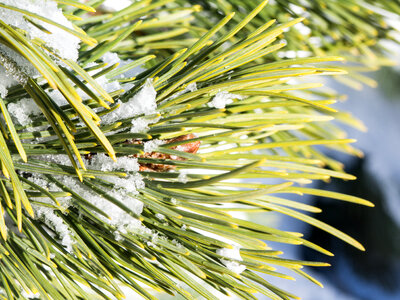 Pine Leaves with Snow and Ice photo