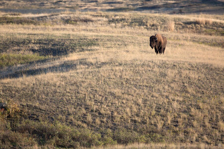 Bison in grassland