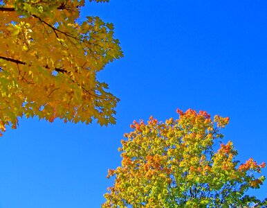 Maple tree blue photo