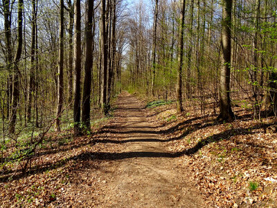 Hiking Path in Saxony, Germany photo