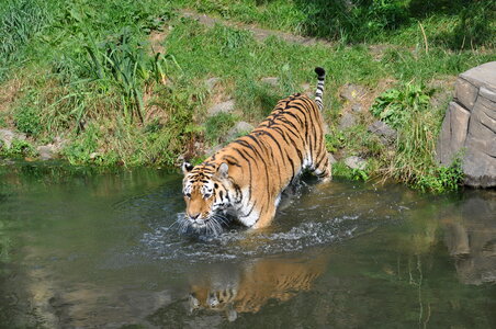 Siberian Tiger in water photo