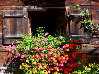 Geranium wood gerstruben