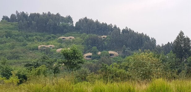 Landscape trees nature photo