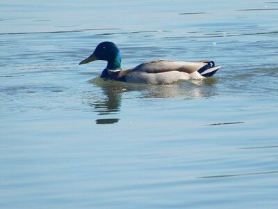 Animal aquatic bird avian photo