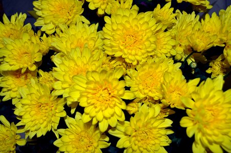 Blossoming bouquet flowers