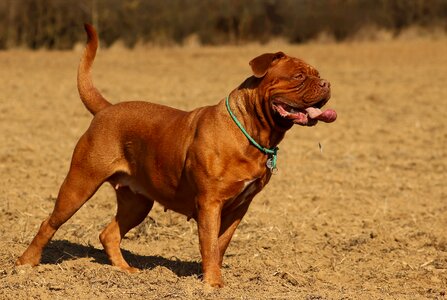 Bordo french mastiff moloss photo