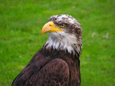 Young Bald Eagle photo