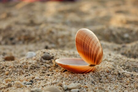 Mollusk sand pebbles photo