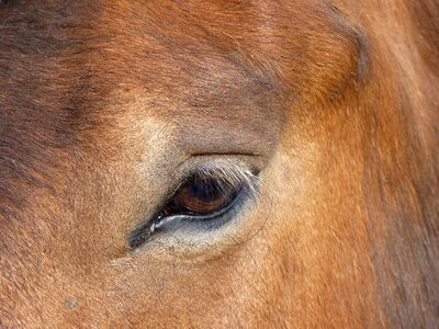 Horse head nature horse eye photo