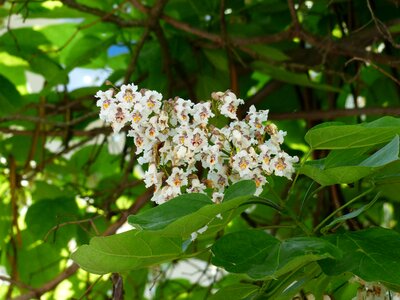 White leaves green