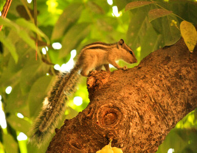 Cute Squirrel photo