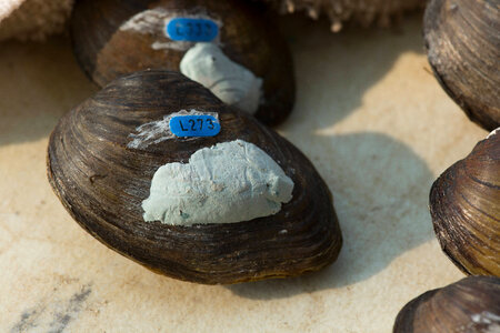 PIT tagged endangered freshwater mussels