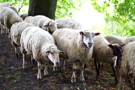 Flock flock of sheep animals