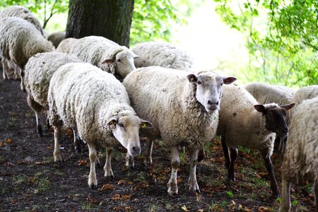 Flock flock of sheep animals photo