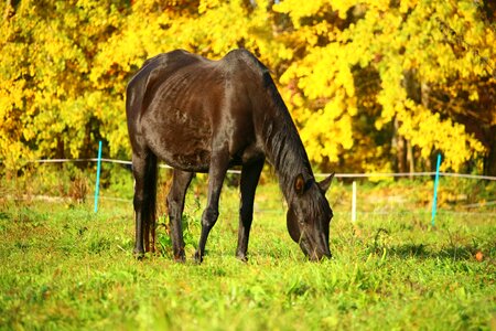 Thoroughbred arabian pasture coupling