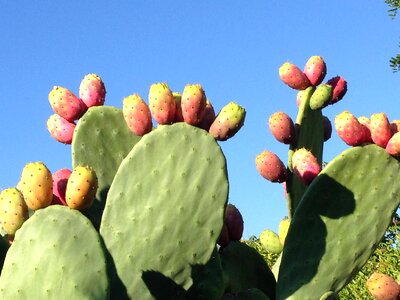 Opuntia nature cactus