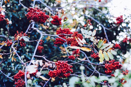 Red bush shrubs