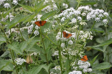 Summer insect blossom