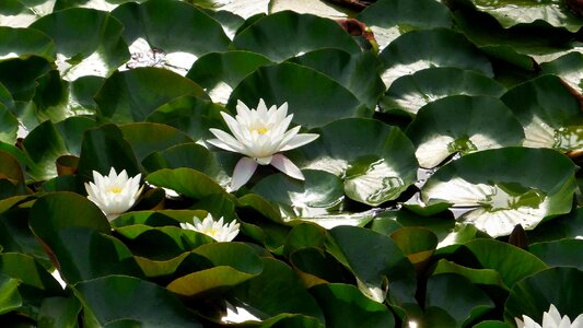 Waterlilies green water-plant