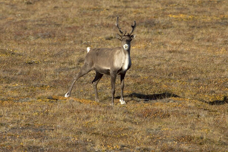 Caribou at Arctic National Wildlife Refuge photo