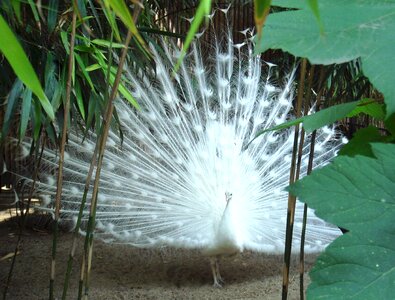 Peafowl fowl bird