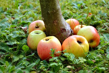 Apple fruit herb