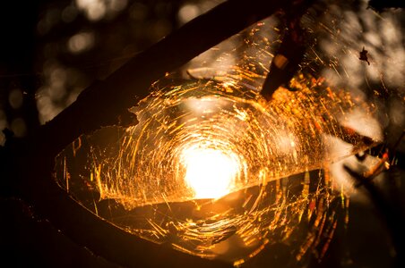 Dawn insects light