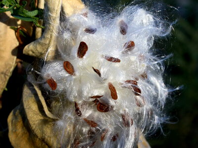 Asclepias Speciosa Asclepias syriaca cotton