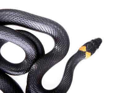 Black Snake