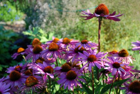 Anemones leaf nature