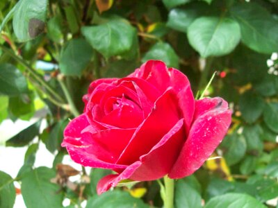 Beautiful beautiful flowers biology