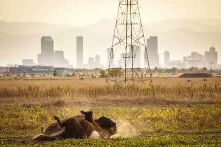 Bison rolling in dirt at refuge with Denver in background