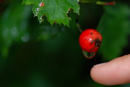 Tree leaf red