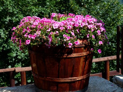 Noble pelargonium english geraniums geranium