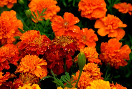 Bouquet orange petals photo