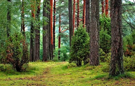 Evergreen forest grass