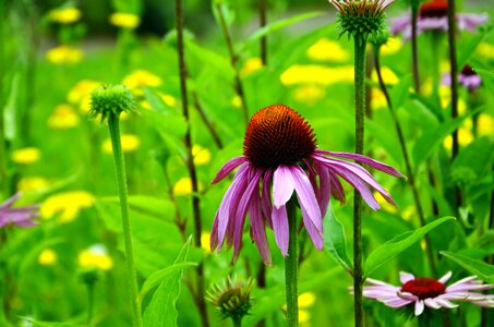 Beautiful Photo blossom flora