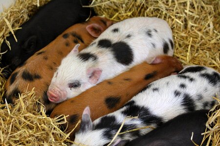Hogs farm cute photo