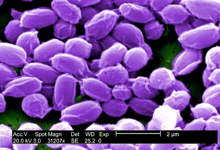 Bacillus bacteria magnification photo