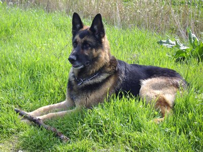 German shepherd grass dog