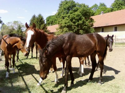 Beautiful horse 
