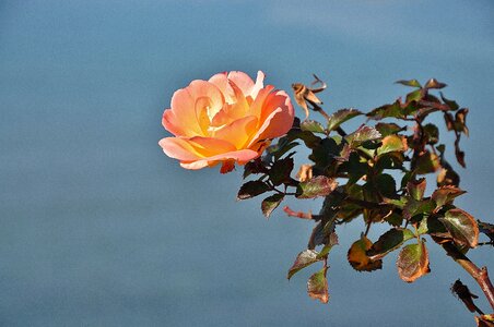 Macro pink rose