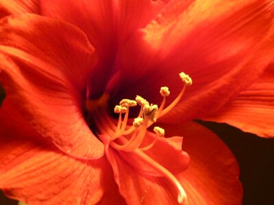 Amaryllis  